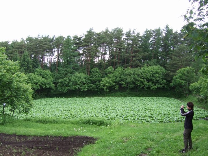 写真２．葉タバコ畑を囲む漆林
