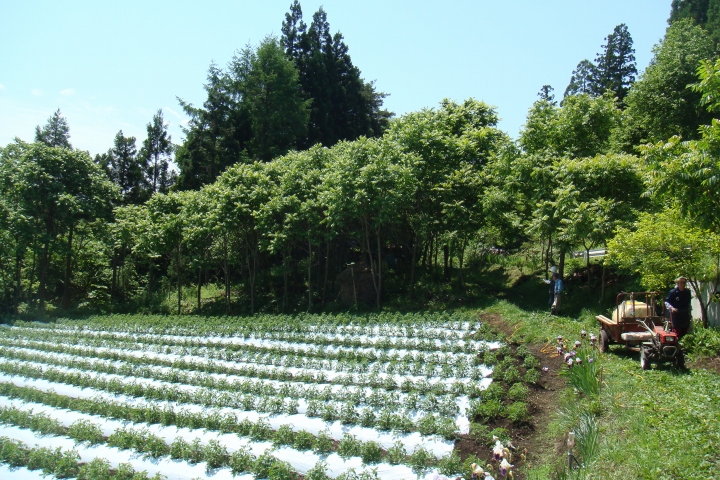 写真３．トマト畑縁の漆林